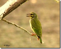 063 Coppersmith Barbet