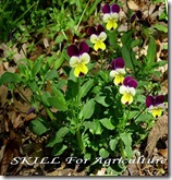 Viola_tricolor_plant بانسيه او الثالوث