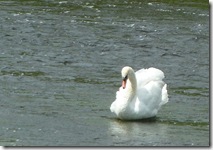 male swan
