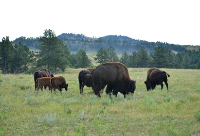wildlife loop Custer State Park
