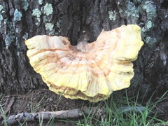 Fall 2011 huge fungi at dads 2