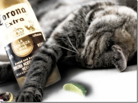Funny_wallpapers_Drunk_Cat_025287_