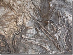 Sierra Helada - Fósiles