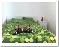 bed bed