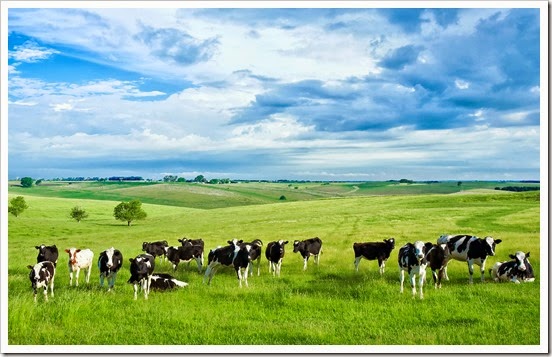 fotos-de-vacas-en-el-campo