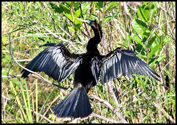 04 - Anhinga