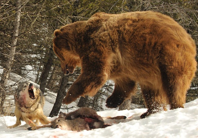 [wolf-fights-bear%255B3%255D.jpg]