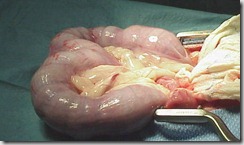 pyometra7