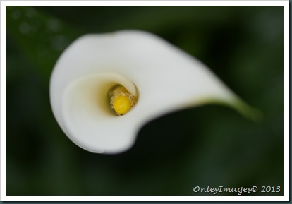 white calla lily14 0607