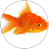 Marion Fish Marion Fish
