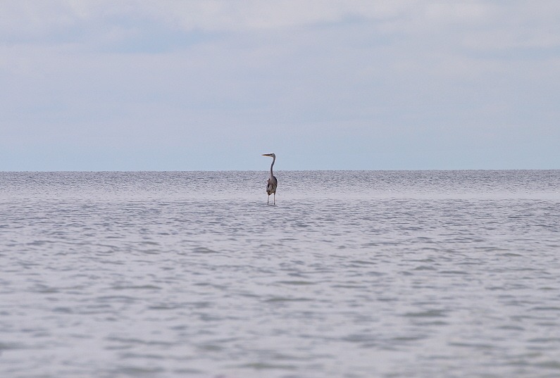 [05%2520-%2520Great%2520Blue%2520Heron%2520in%2520Shallow%2520and%2520Calm%2520Florida%2520Bay.jpg]