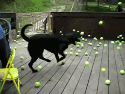 pelotas%252520y%252520perro%25255B3%25255D