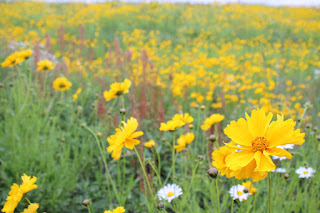 Flowers on the levee