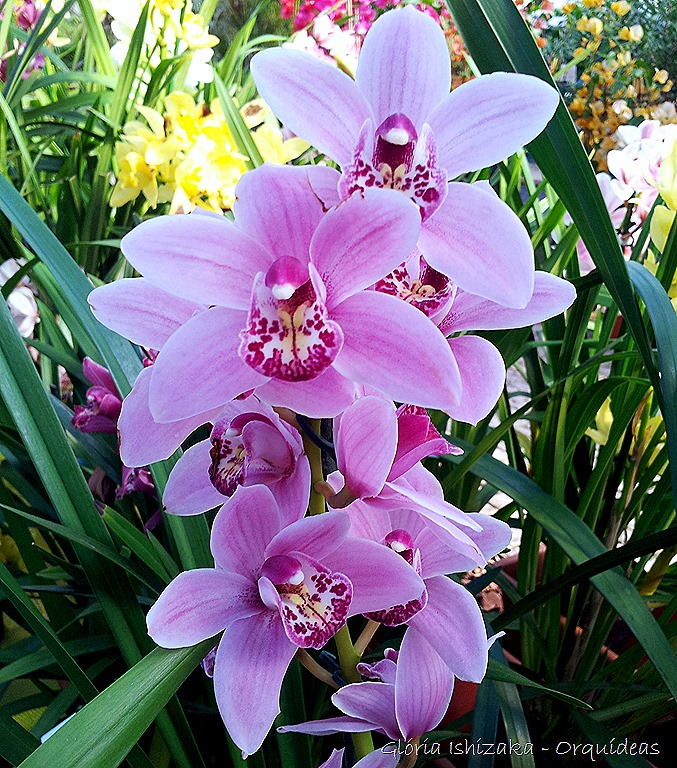 [Glria-Ishizaka---orquideas-209.jpg]