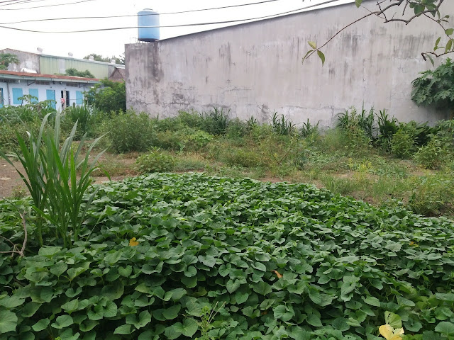 Bán đất thổ cư Ấp 7 xã Tân Thạnh Đông Huyện Củ Chi 03 Bán đất thổ cư Ấp 7 xã Tân Thạnh Đông Huyện Củ Chi 03