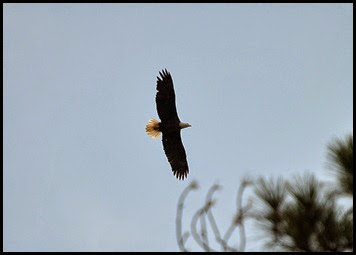 07b - Bald Eagle in our Backyard