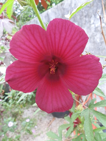 [P4260166%255B2%255D.jpg]