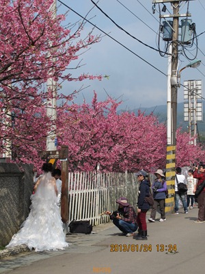 平菁街42巷寒櫻 - 162