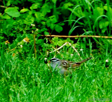 12. White-crowned sparrow-kab