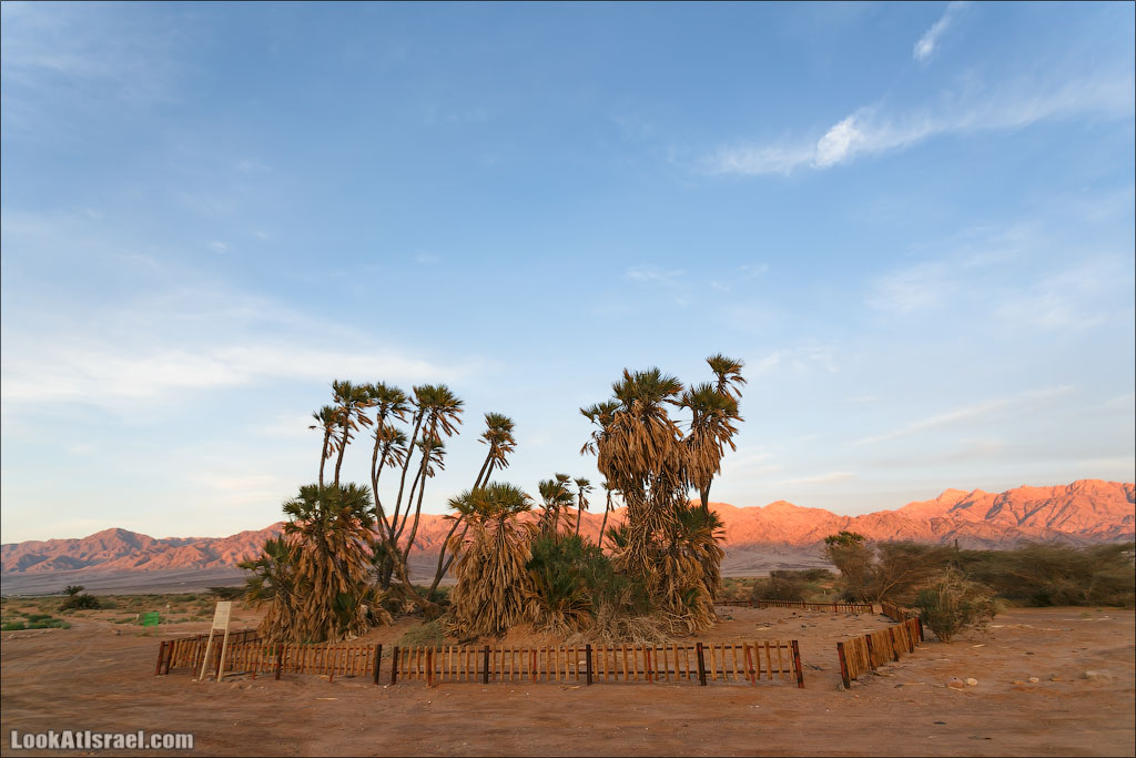 Дум пальмы | LookAtIsrael.com - Фото путешествия по Израилю