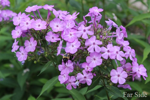 Bees on the Phlox August