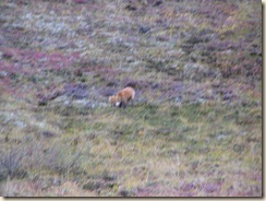 IMG_0345-red fox catches lunch (squirrel)