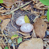 Philippine Nightjar (Nest / Egg)