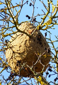 P1010834 wasp nest cropped
