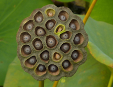 Contoh Gambar Trypophobia Bunga Lotus