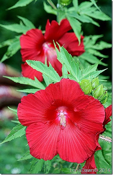 Hibiscus Lord Baltimore4