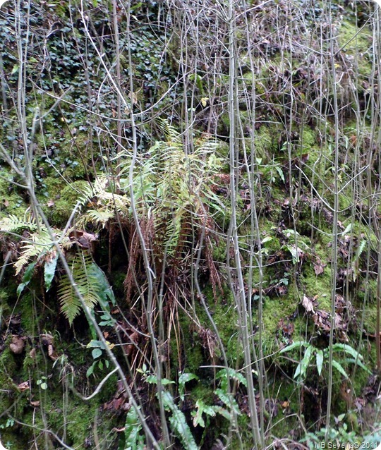 SAM_0016 Ferns and mosses