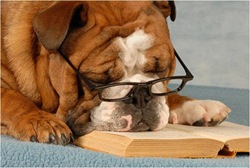 reading bored dog