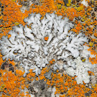 lichen communities