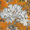 lichen communities