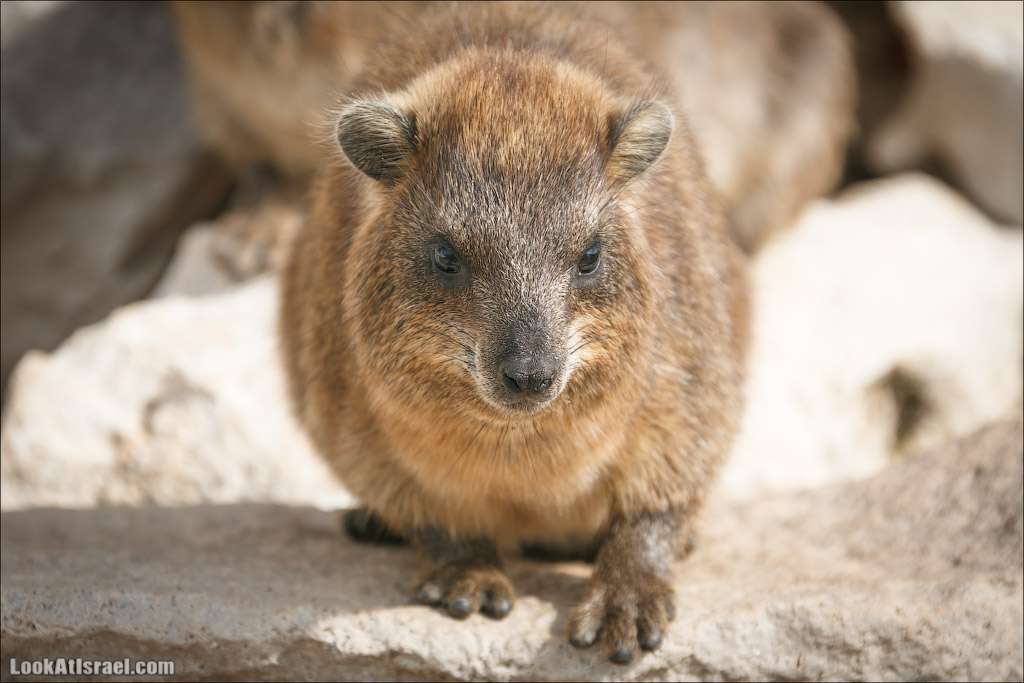 Даманы - израильские родственники слонов | LookAtIsrael.com - Фото путешествия по Израилю