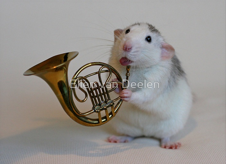 rat-musicians-010