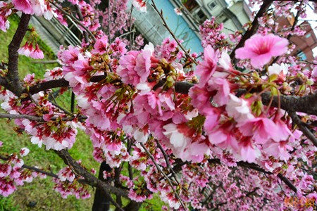 0202 038 -  內溝溪賞櫻步道