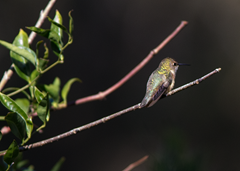 Kleb Woods Hummingbird