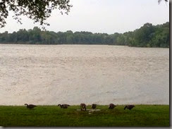07-27-14 - geese_resize