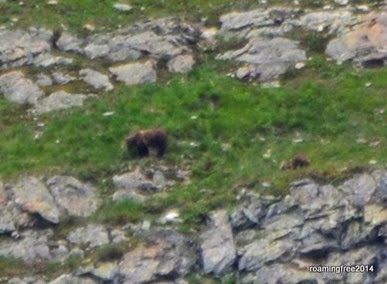 Grizzley Mama with 2 cubs