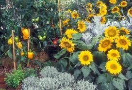 [sunflowers-in-veggie-garden2.jpg]