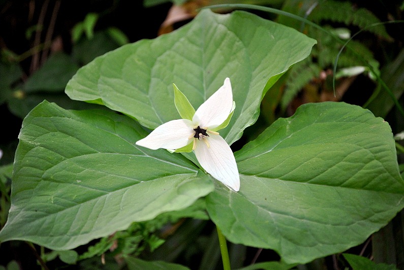 [04---Spring-Wildflowers---Trillium--%255B10%255D.jpg]