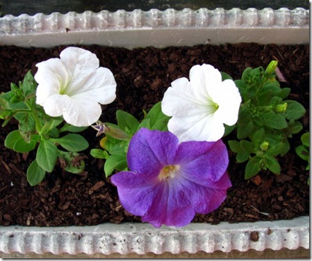 petunias-purple-white