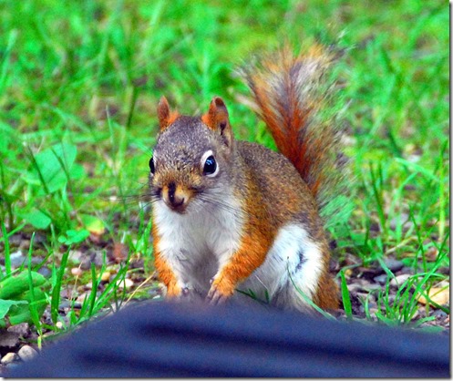 Red Squirrel 2