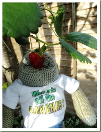 Monkey eating strawberries