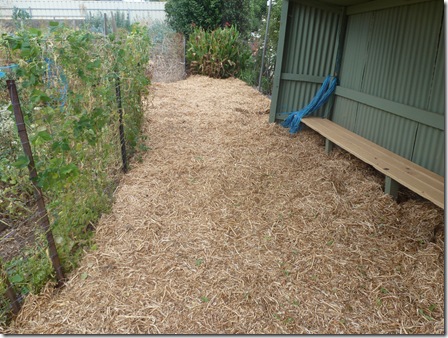Mulched paths capture winter rainfall, suppress weeds and give chickens a place to roam and scratch for a free feed of earwigs that love life in the cool moist underside of mulched areas.