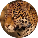 Image Google de Patrick Winckel