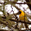 Black-headed weaver