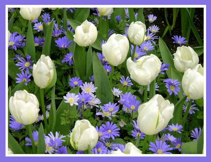 tulipasrosa.jpg