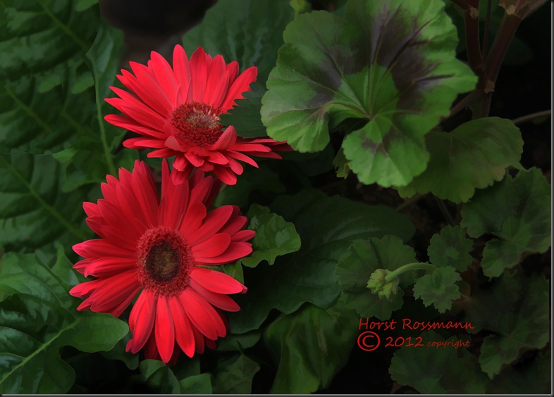 My Red Daisies Painting copy